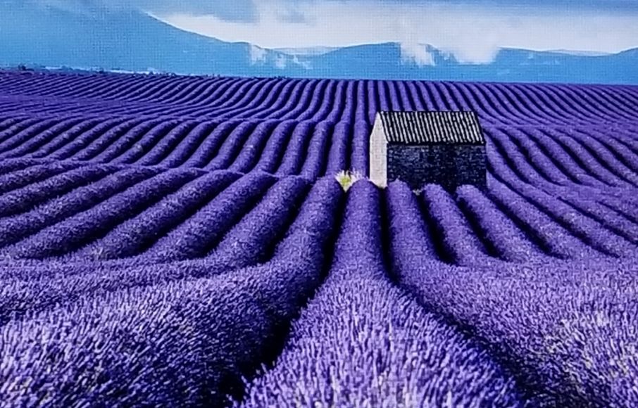 Solid Lavender